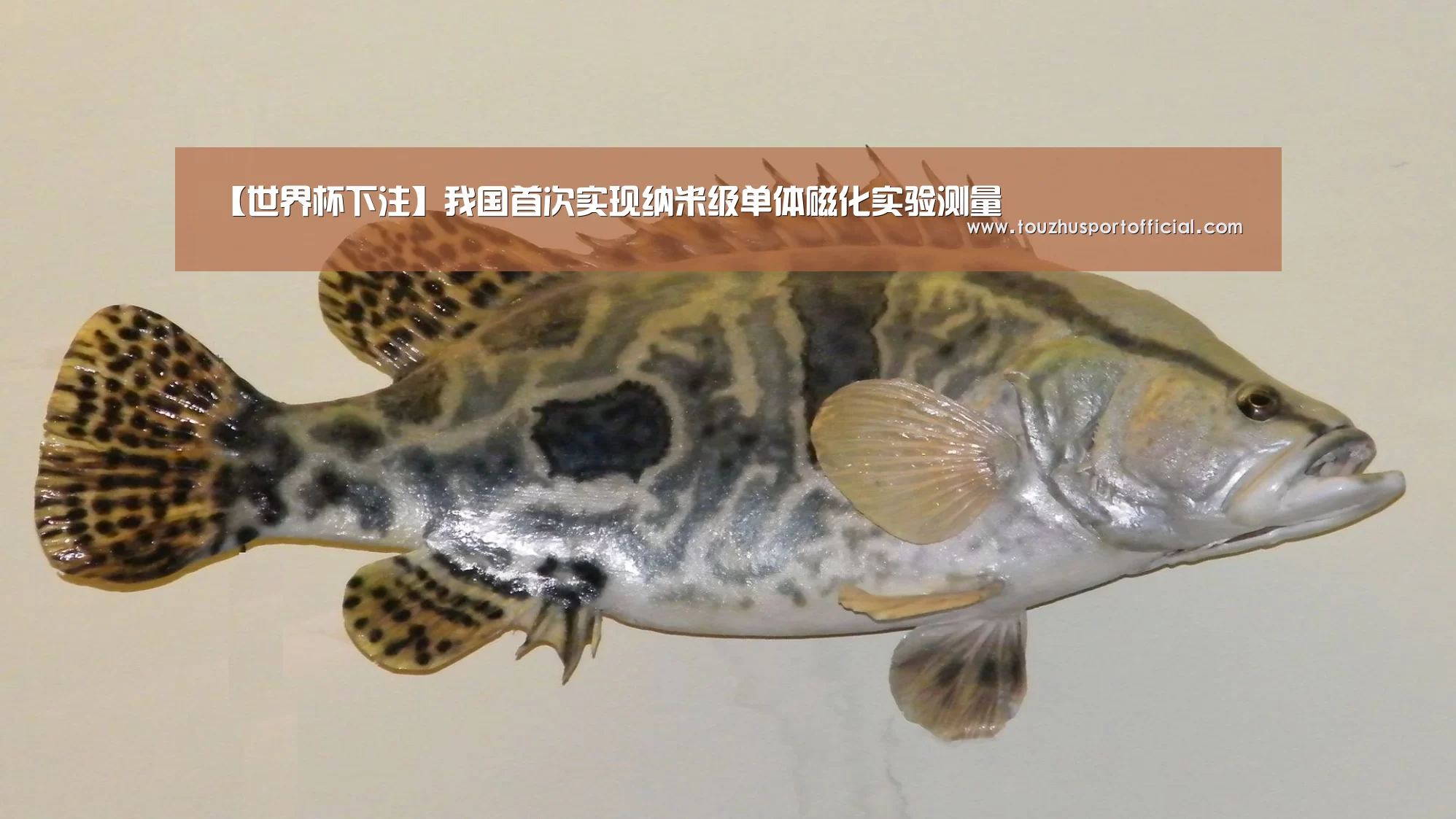 【世界杯下注】我国首次实现纳米级单体磁化实验测量(图1) 世界杯赔率